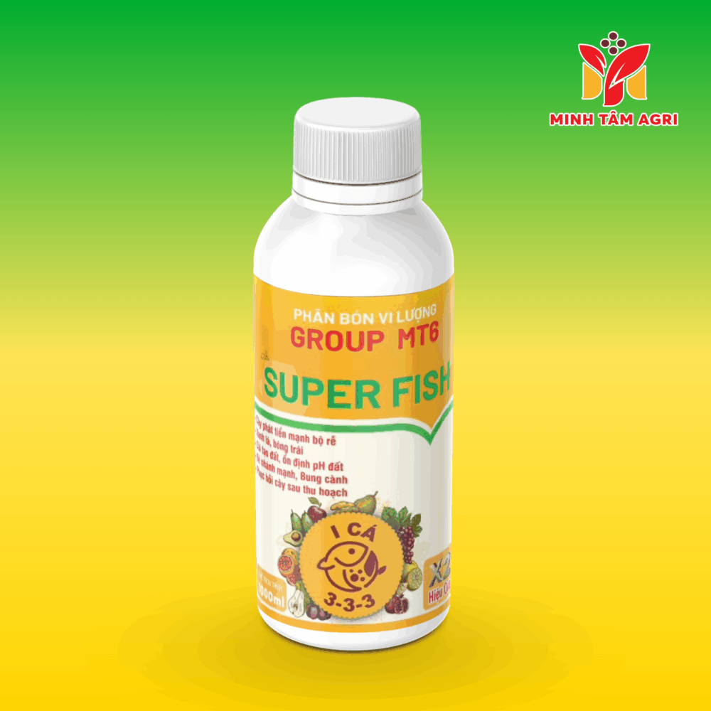 PBVL GROUP MT6 - SUPER FISH